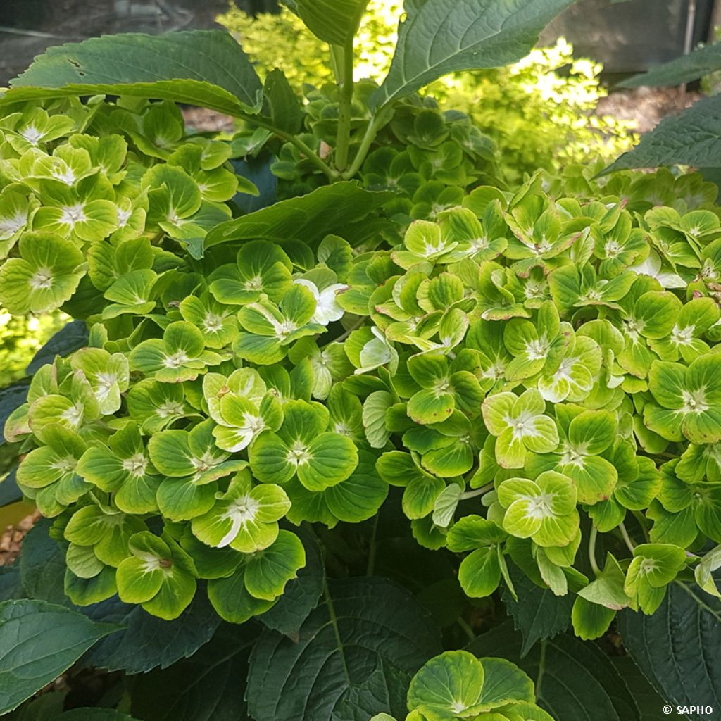 Hortensia - Hydrangea macrophylla Green Ever Belles 'Hortmagreclo'