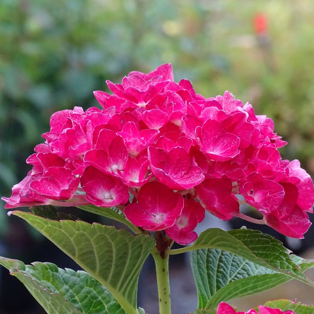 Hortensia - Hydrangea macrophylla Green Shadow en pot de 2/3L