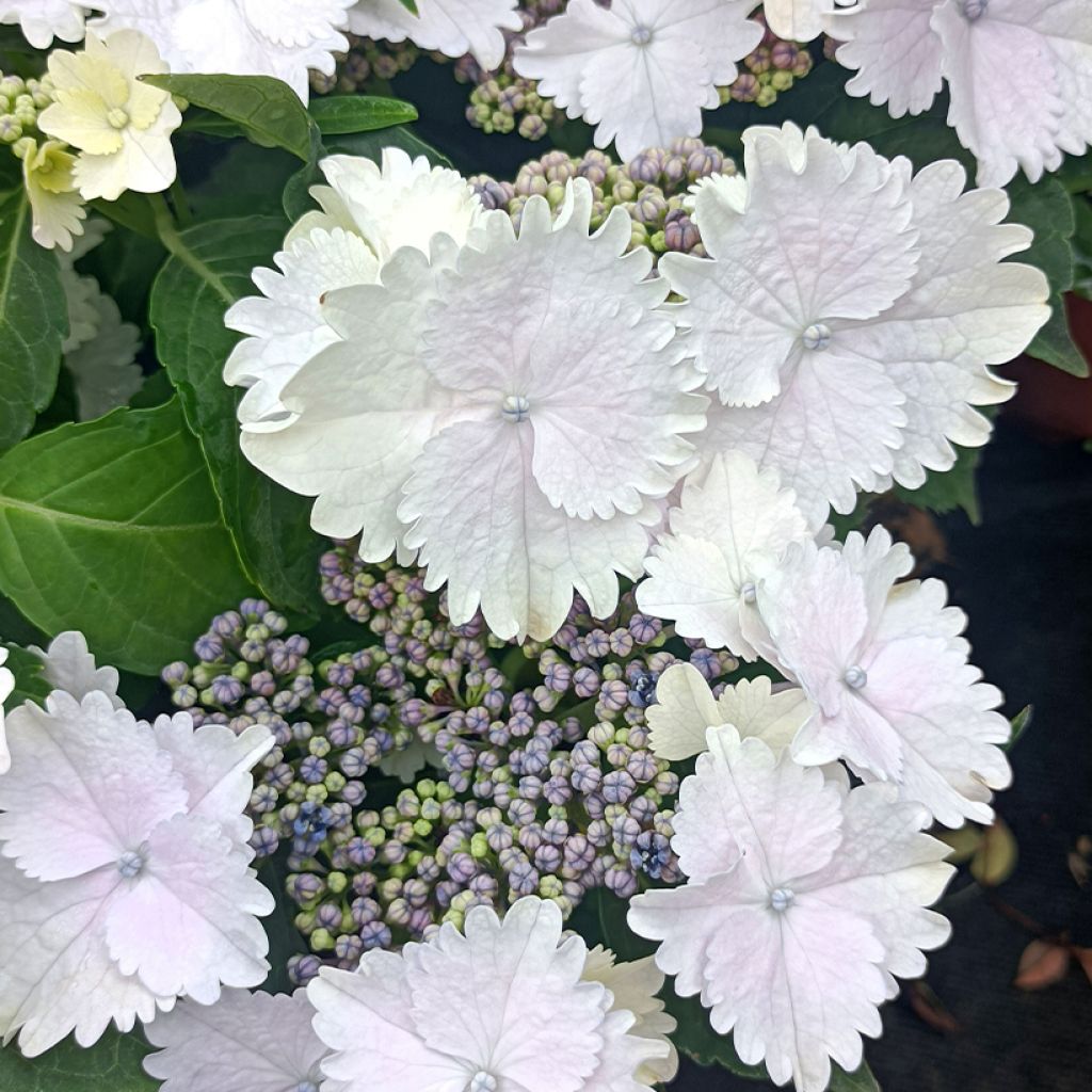 Hortensia - Hydrangea macrophylla Koria