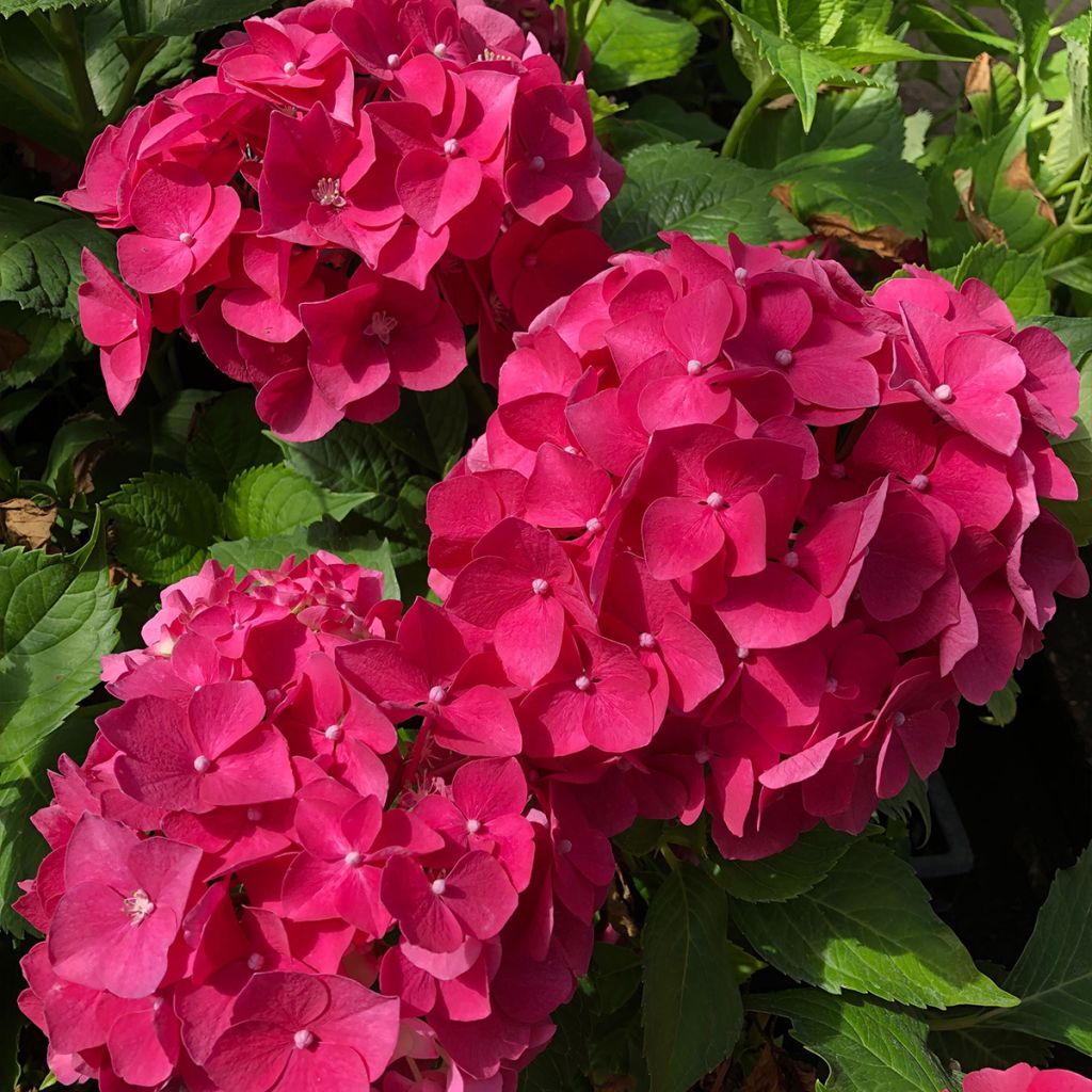 Hortensia - Hydrangea macrophylla Leuchtfeuer