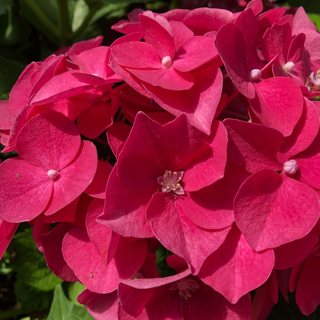 Hortensia - Hydrangea macrophylla Leuchtfeuer