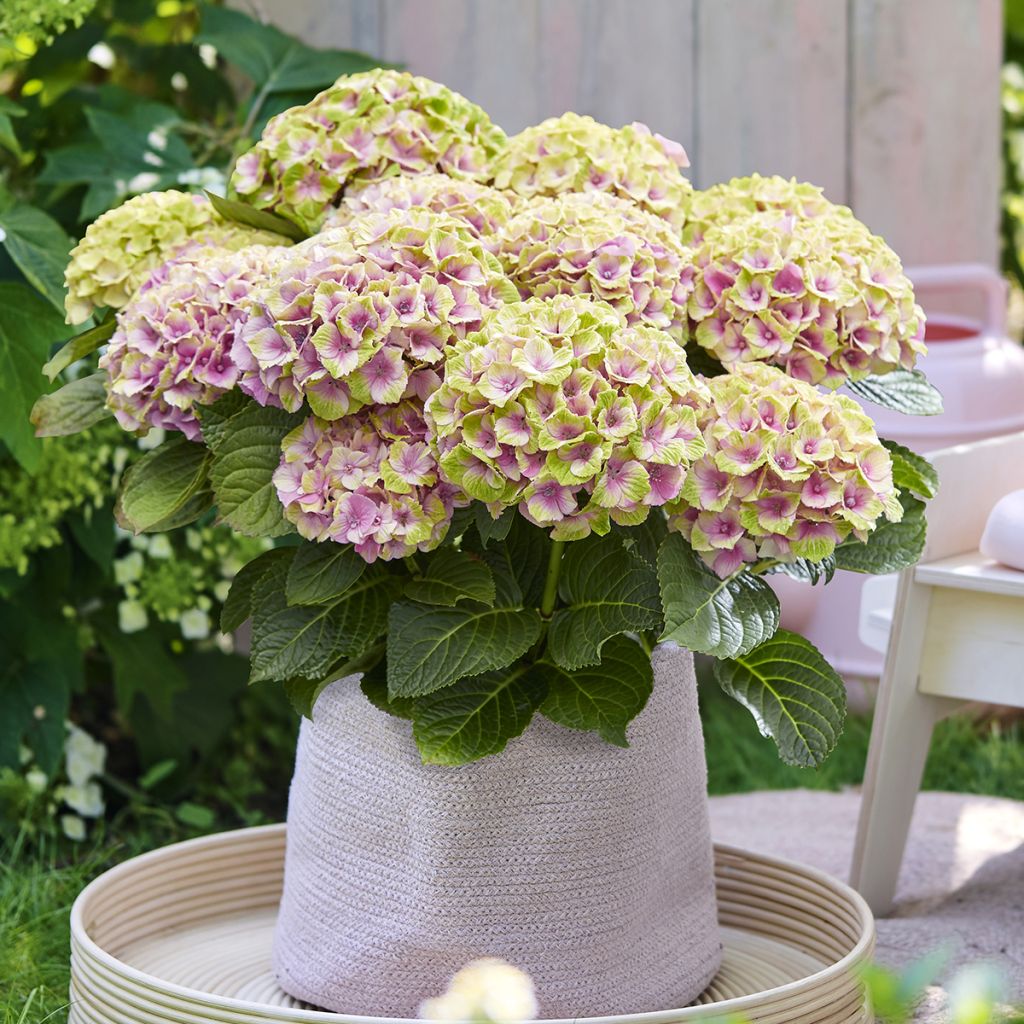 Hortensia macrophylla Magical Jewel rosa - Hydrangea