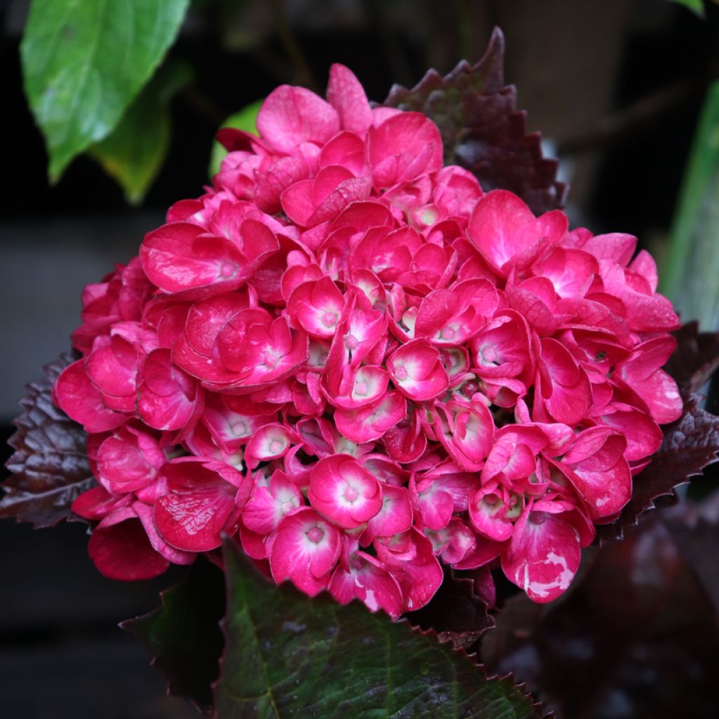 Hortensia macrophylla Merveille Sanguine - Hydrangea