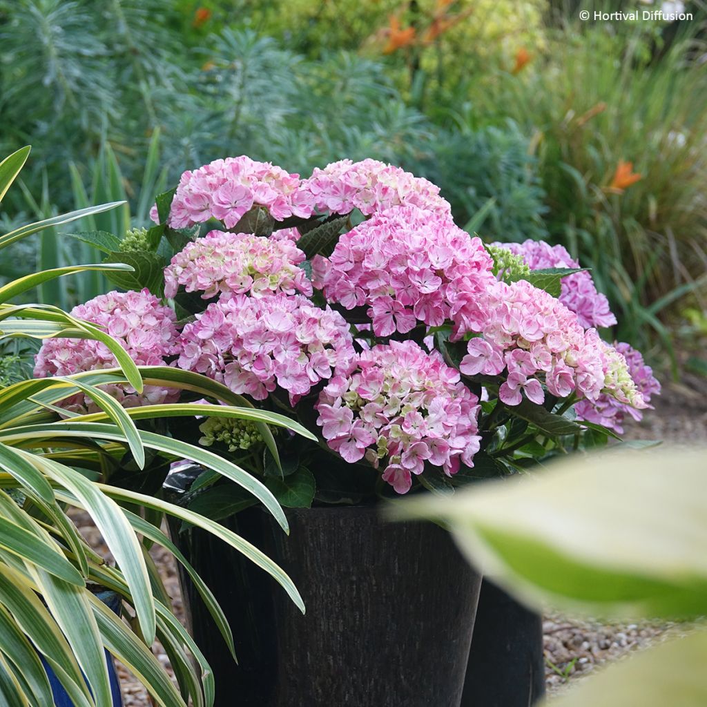 Hortensia macrophylla Pinky Binder - Hydrangea