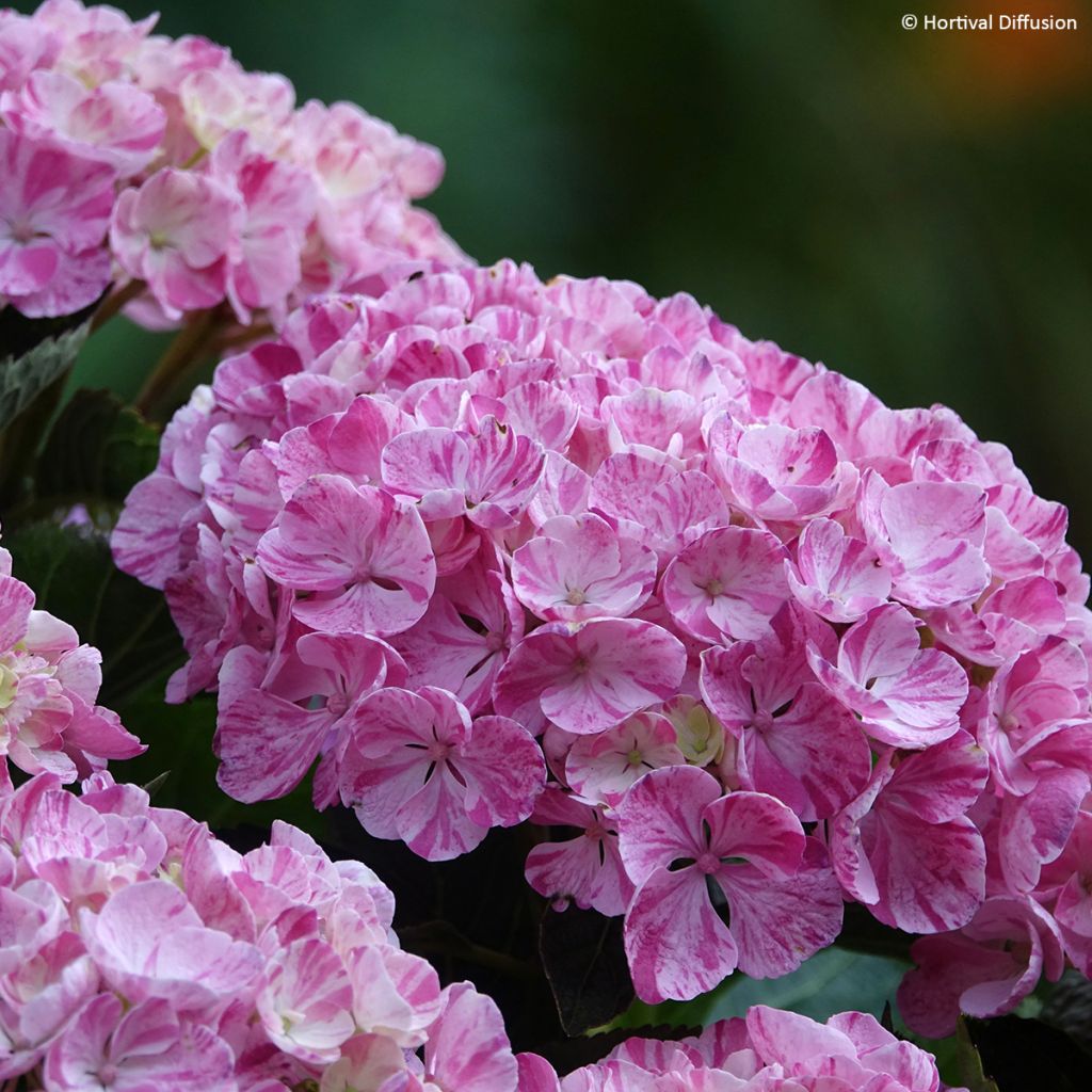 Hortensia macrophylla Pinky Binder - Hydrangea