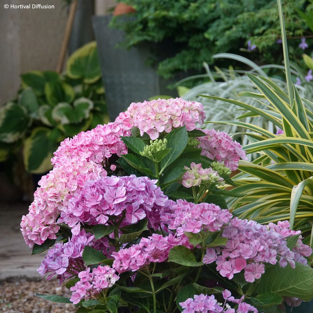 Hortensia macrophylla Pinky Binder - Hydrangea