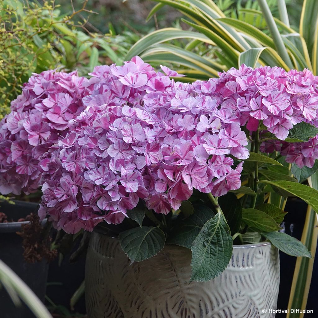 Hortensia macrophylla Pinky Binder - Hydrangea