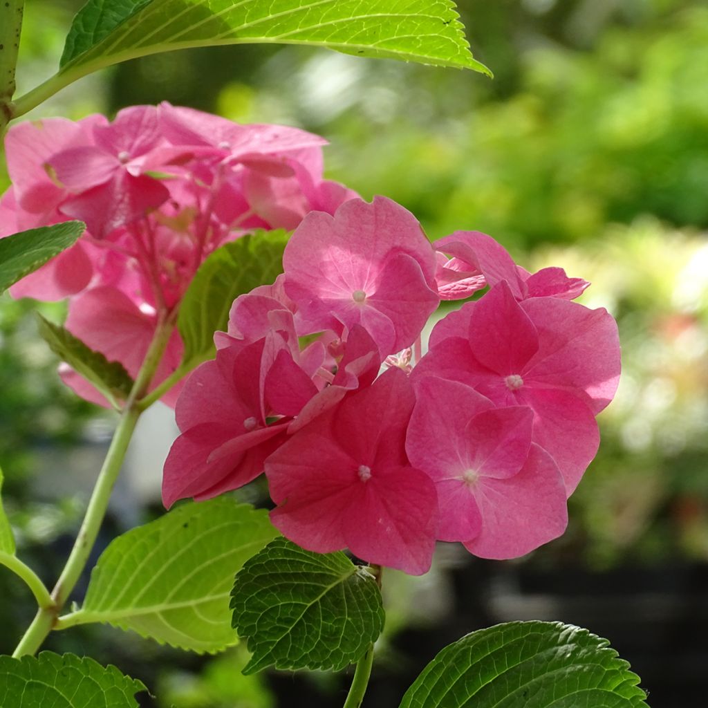 Hortensia - Hydrangea macrophylla Rosita