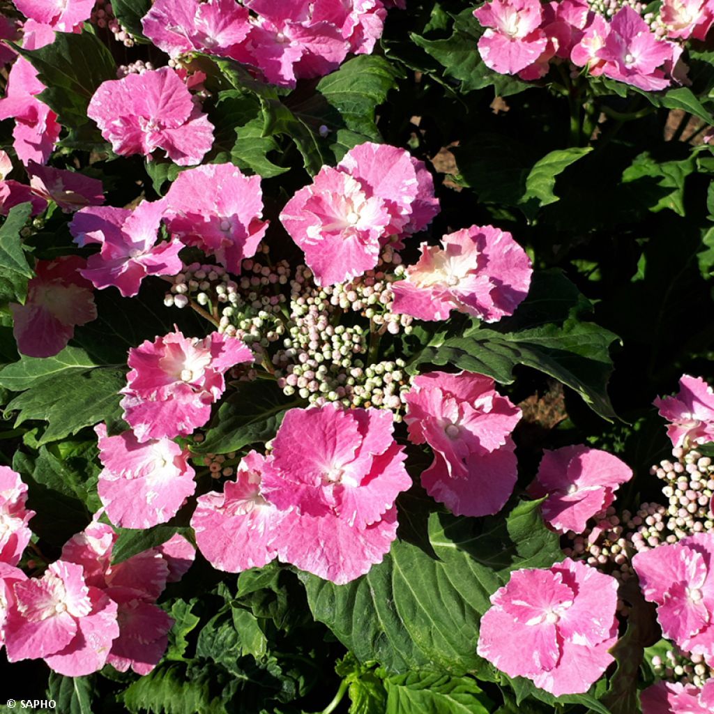 Hortensia macrophylla So Long Starlit Sky - Hydrangea