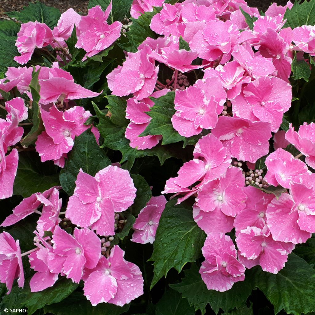 Hortensia macrophylla So Long Starlit Sky - Hydrangea