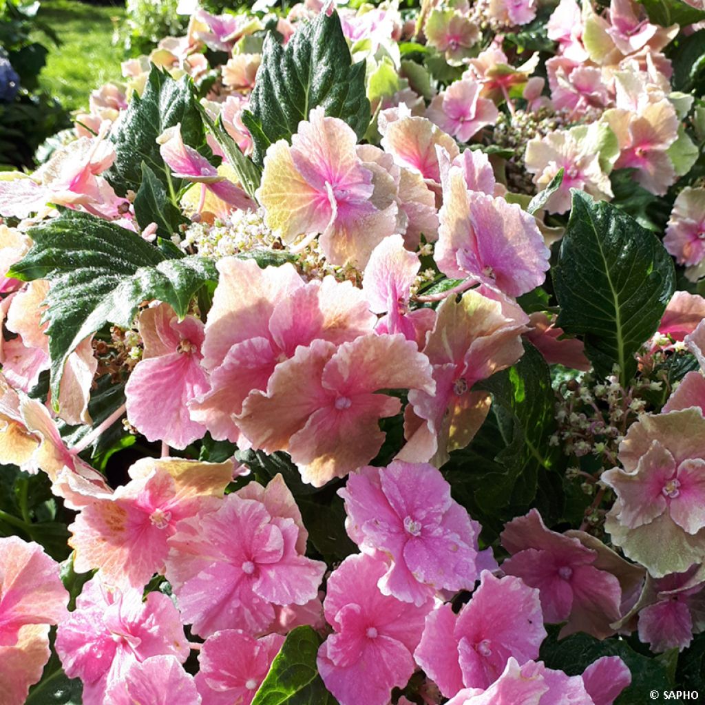 Hortensia macrophylla So Long Starlit Sky - Hydrangea