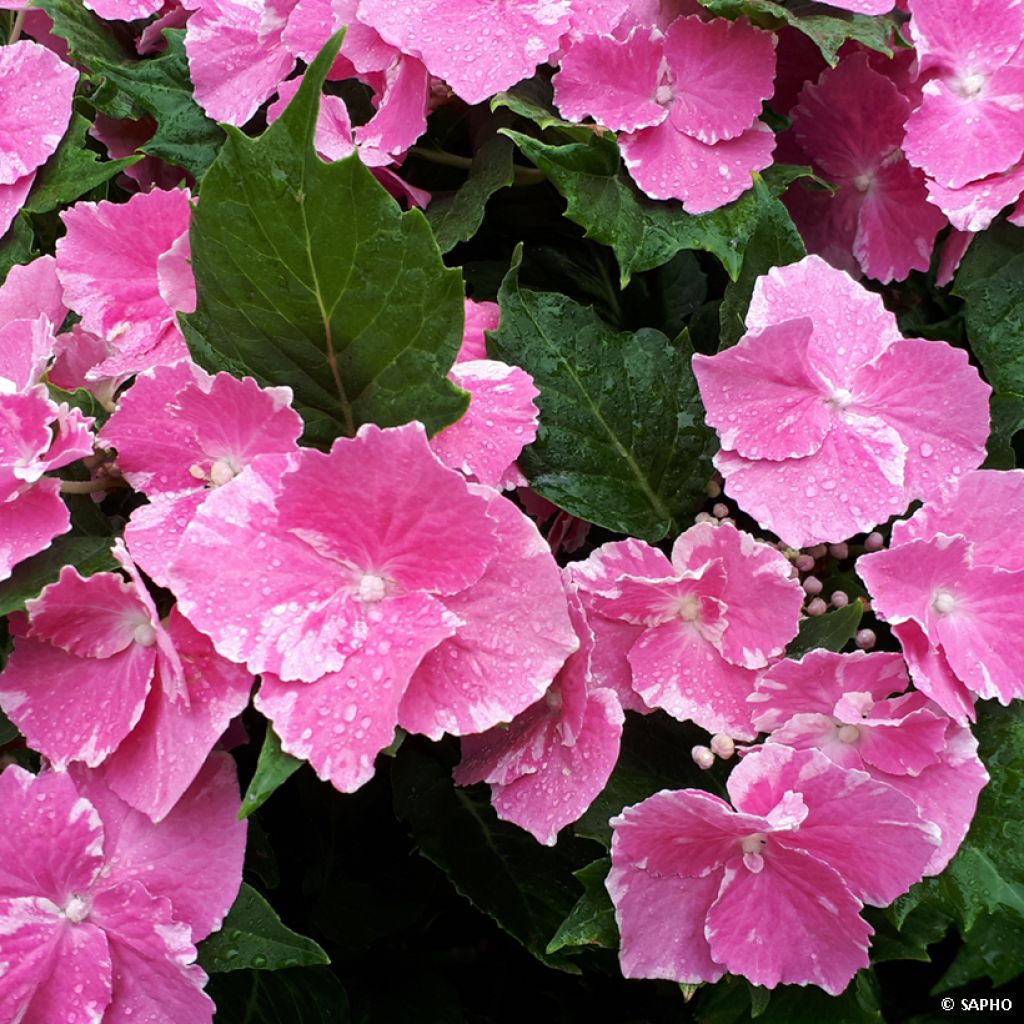 Hortensia macrophylla So Long Starlit Sky - Hydrangea