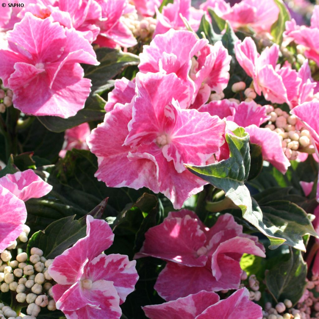 Hortensia macrophylla So Long Starlit Sky - Hydrangea