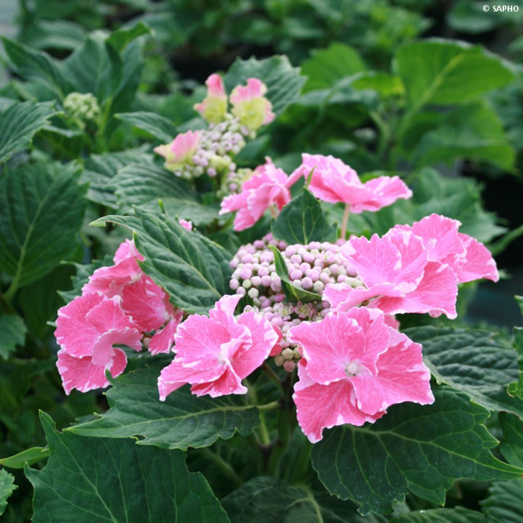 Hortensia macrophylla So Long Starlit Sky - Hydrangea