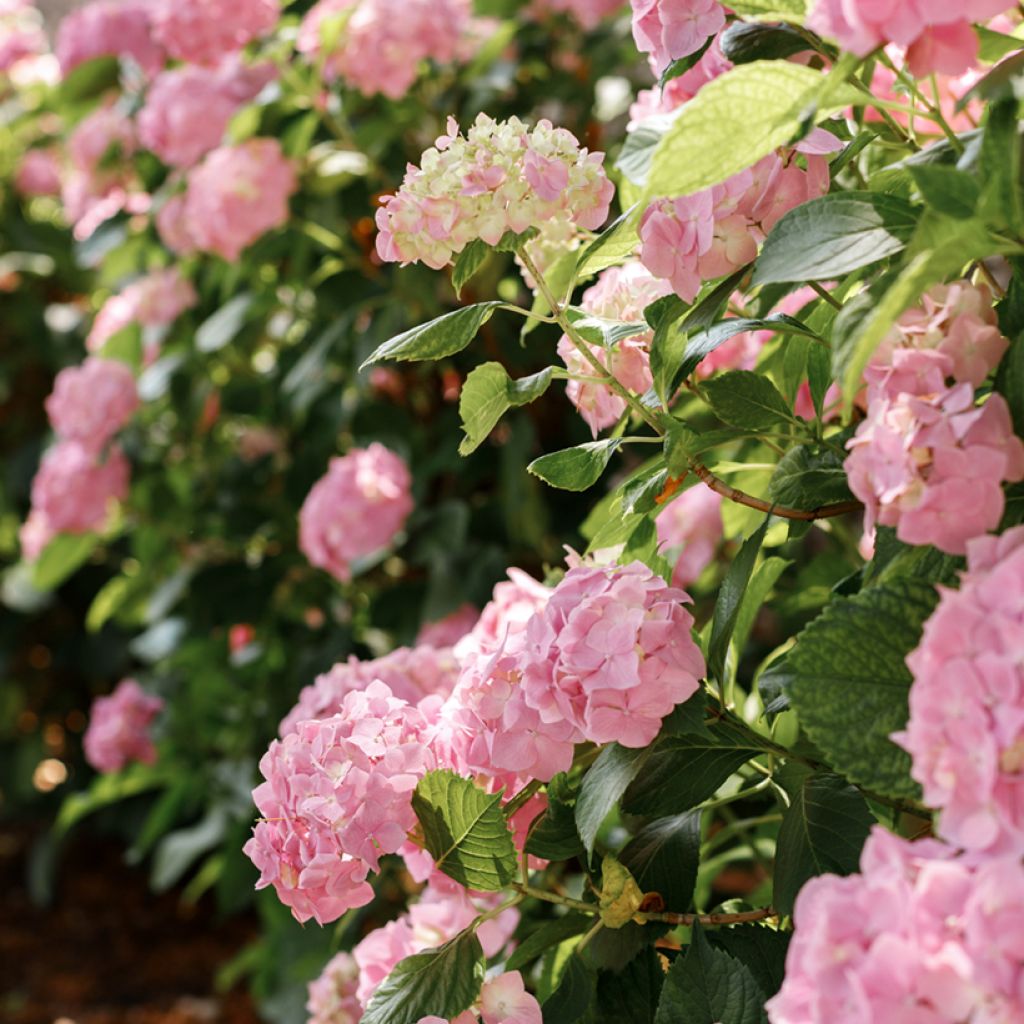 Hortensia macrophylla Soft Pink Salsa - Hydrangea