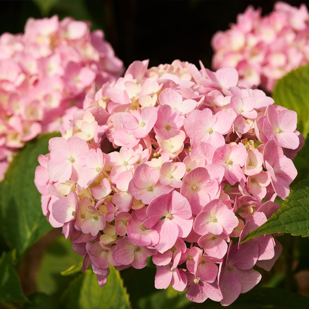 Hortensia macrophylla Soft Pink Salsa - Hydrangea