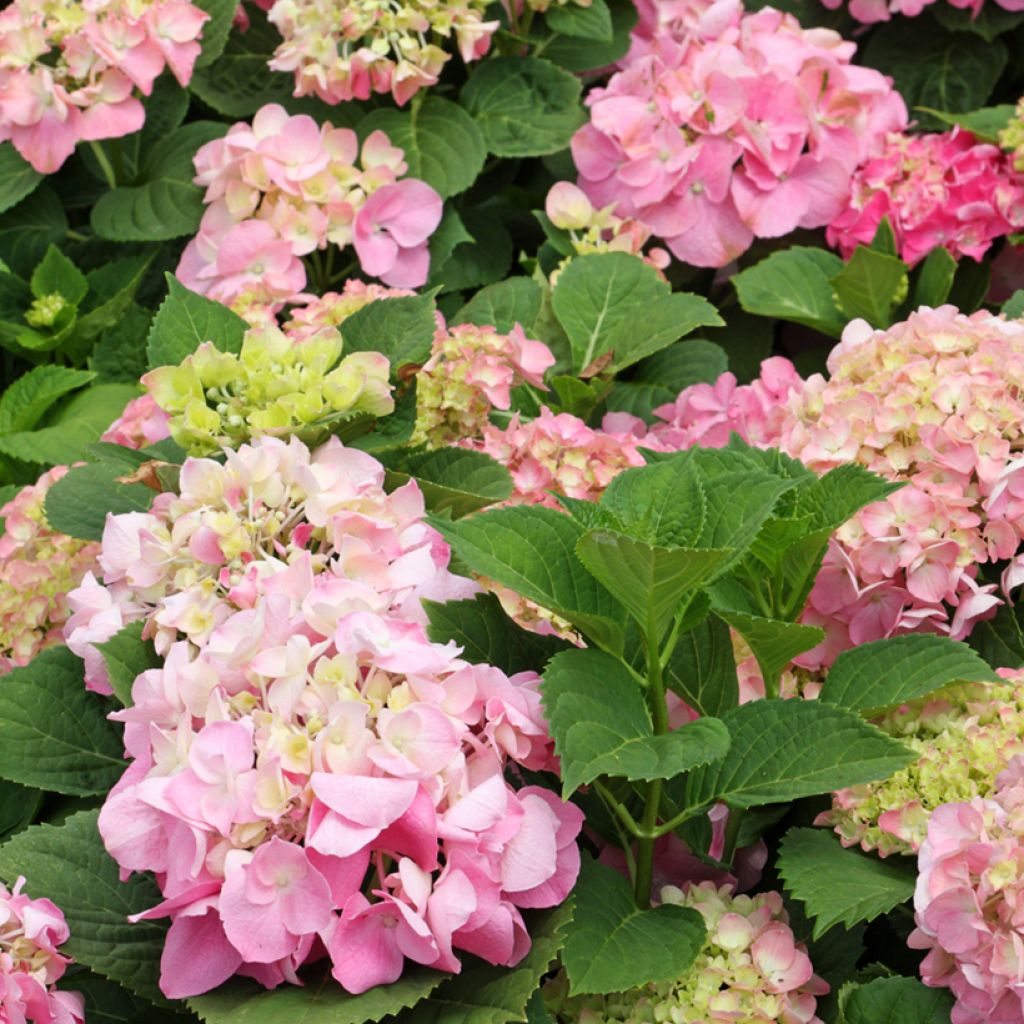 Hortensia macrophylla Soft Pink Salsa - Hydrangea