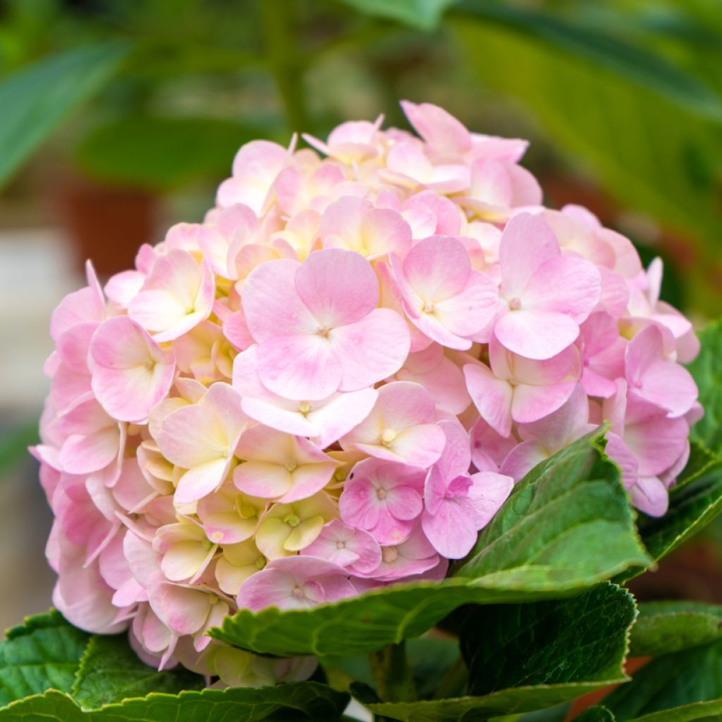 Hortensia macrophylla Soft Pink Salsa - Hydrangea