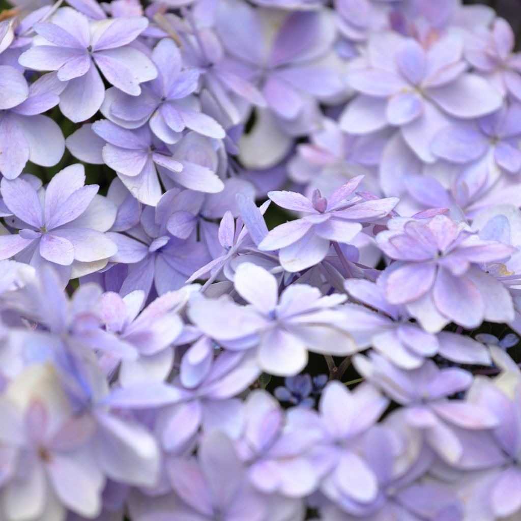 Hortensia macrophylla Stellar Blue - Hydrangea