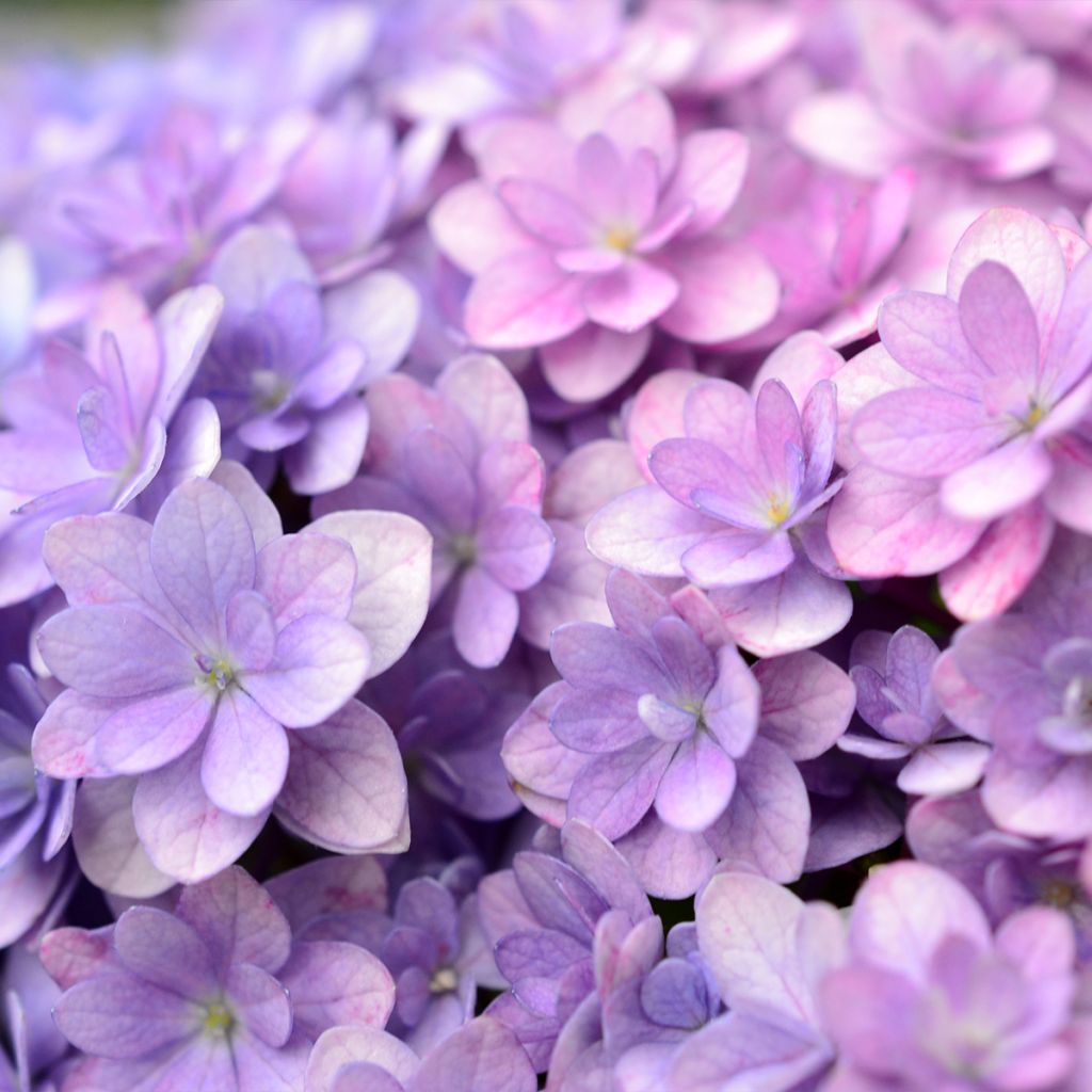 Hortensia macrophylla Stellar Blue - Hydrangea