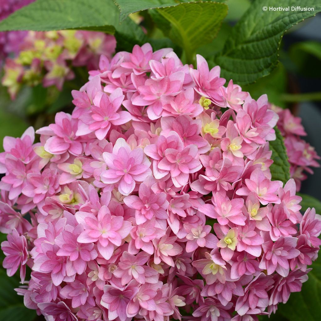 Hortensia macrophylla Stellar Pink - Hydrangea