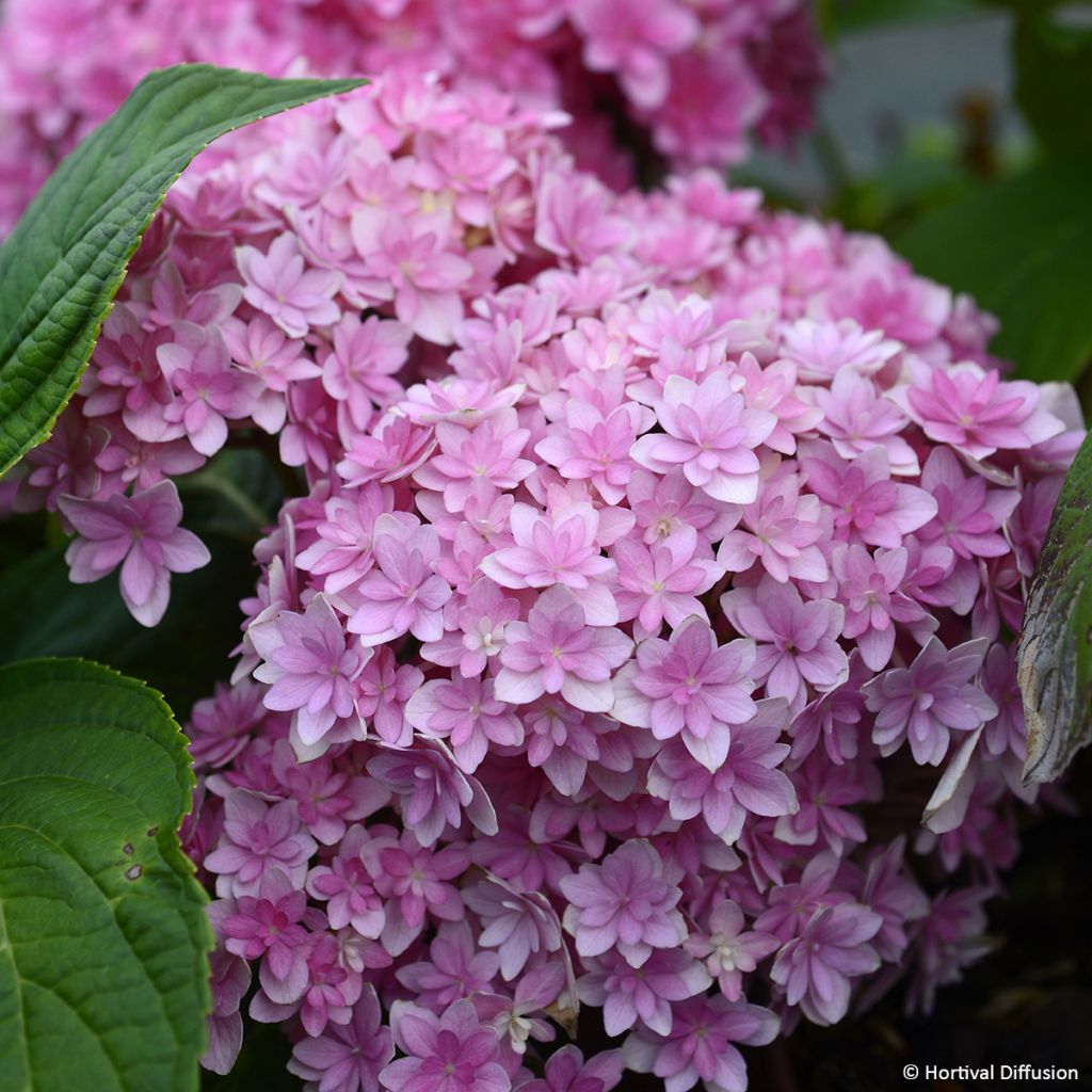 Hortensia macrophylla Stellar Pink - Hydrangea