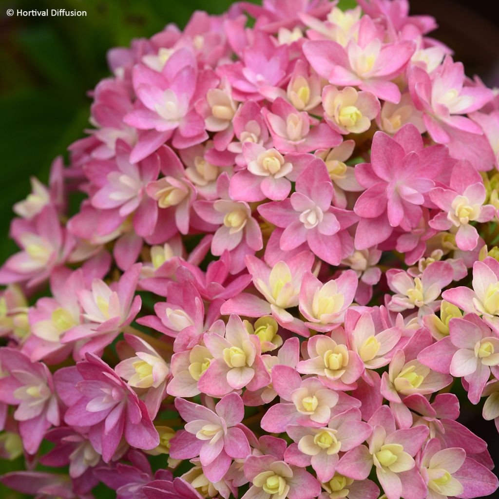 Hortensia macrophylla Stellar Pink - Hydrangea