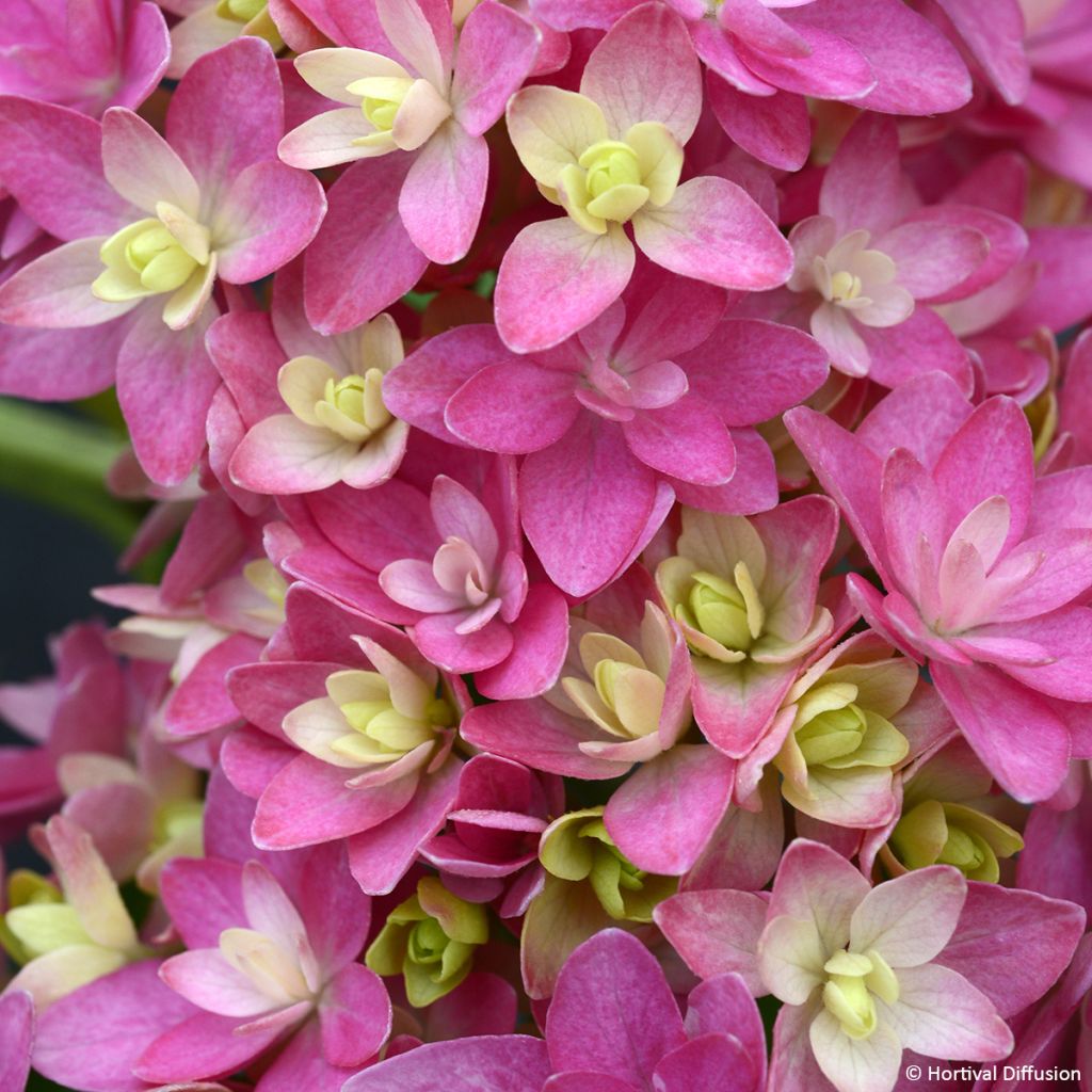 Hortensia macrophylla Stellar Pink - Hydrangea