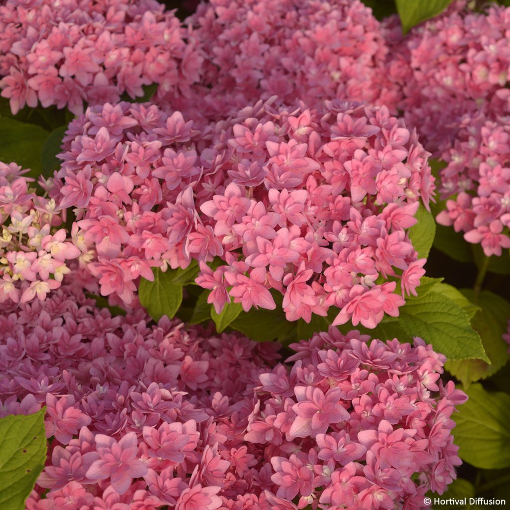 Hortensia macrophylla Stellar Pink - Hydrangea