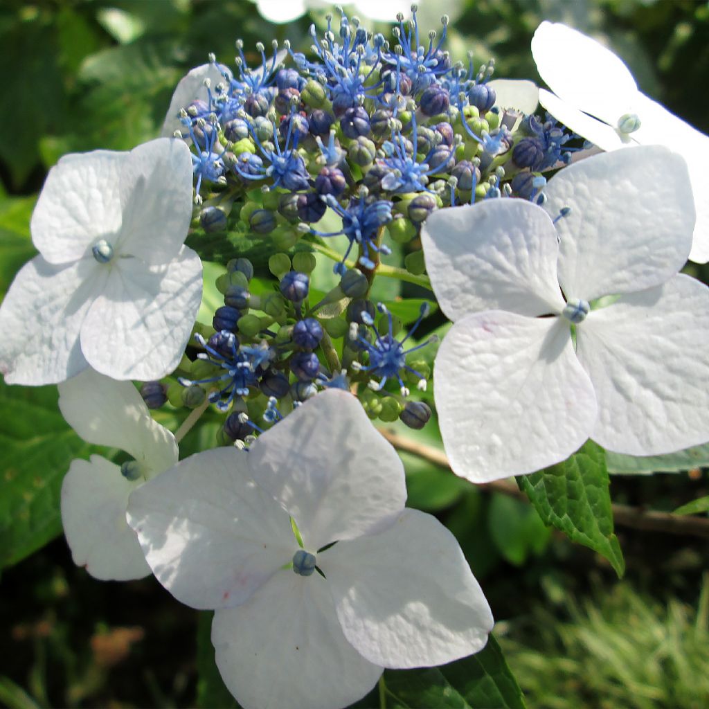 Hortensia macrophylla White Wave - Hydrangea