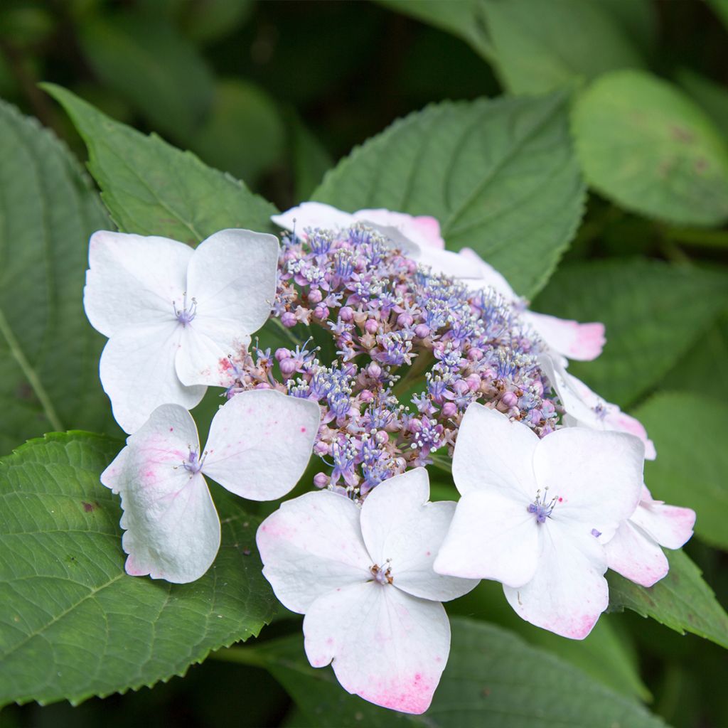 Hortensia macrophylla White Wave - Hydrangea