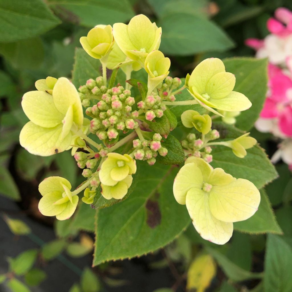 Hortensia - Hydrangea paniculata Diamant Rouge