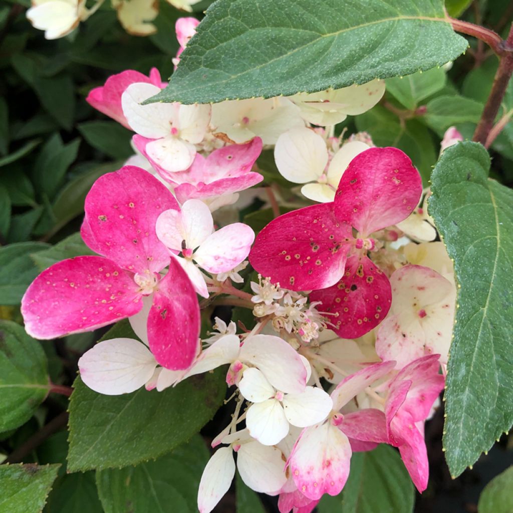 Hortensia - Hydrangea paniculata Diamant Rouge