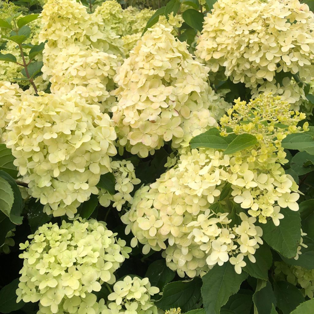 Hortensia - Hydrangea paniculata Limelight