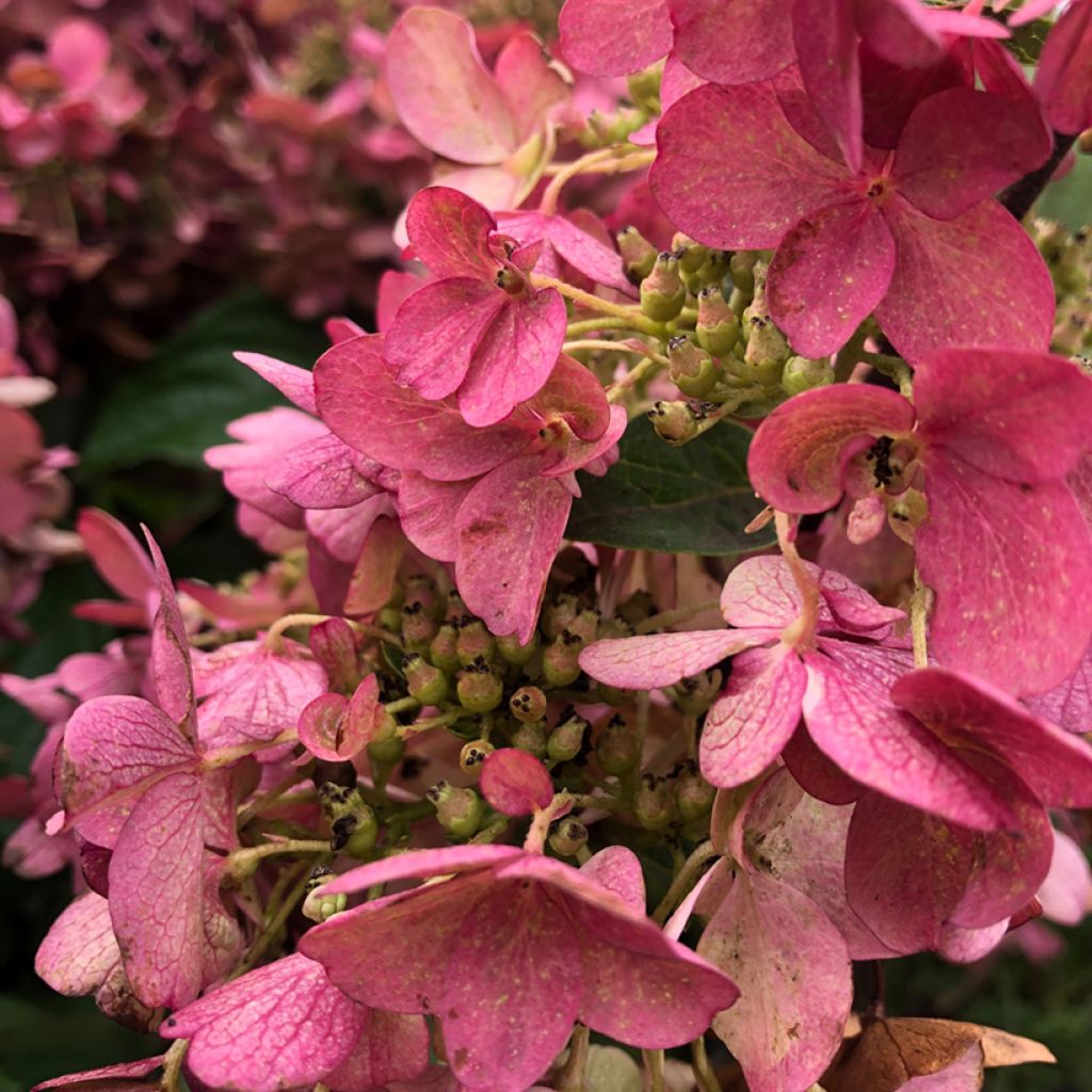 Hortensia - Hydrangea paniculata Pinky Winky