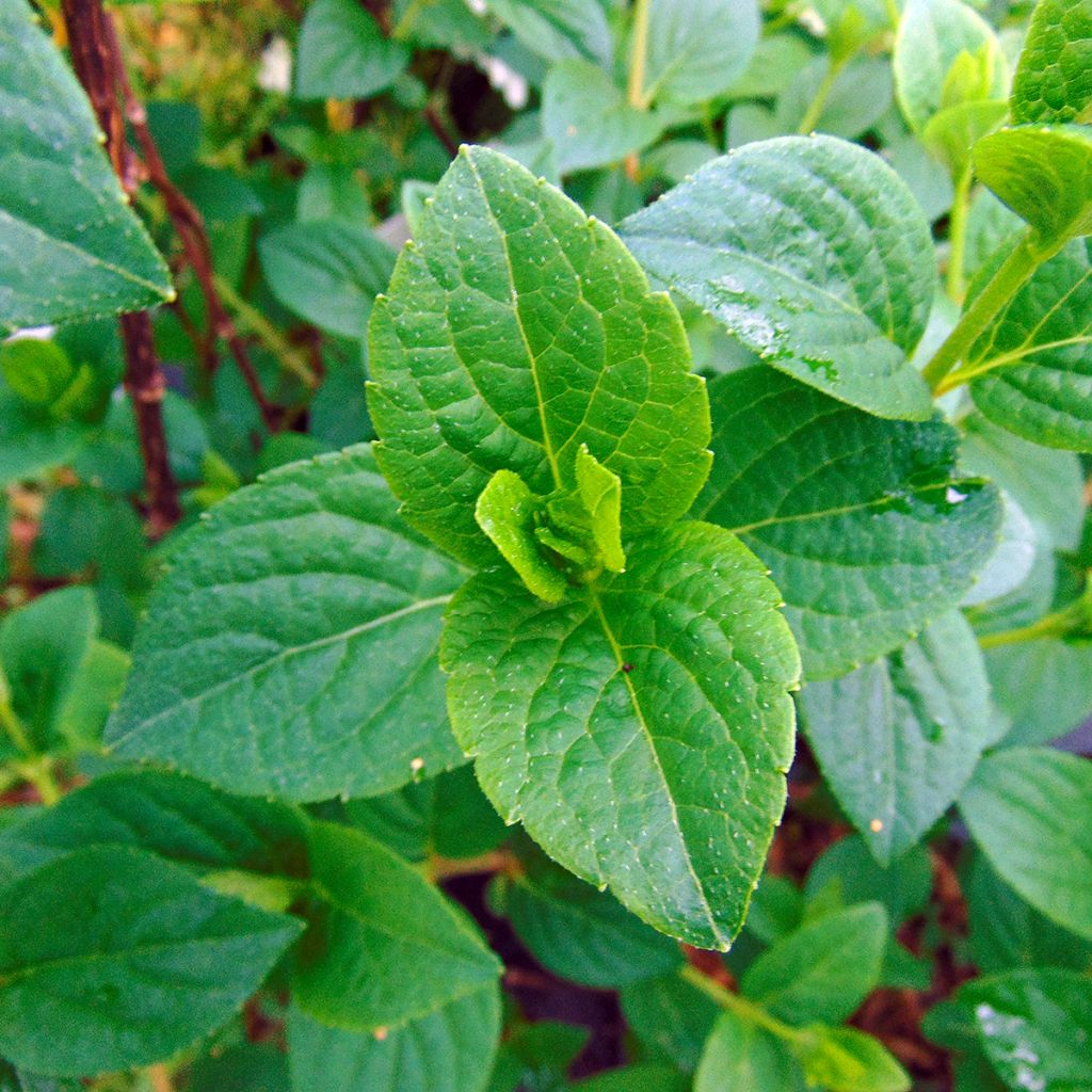 Hortensia paniculata Sundae Fraise - Hydrangea