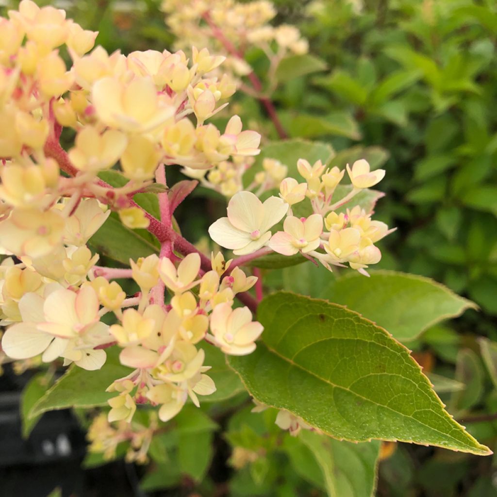 Hortensia - Hydrangea paniculata Vanille Fraise