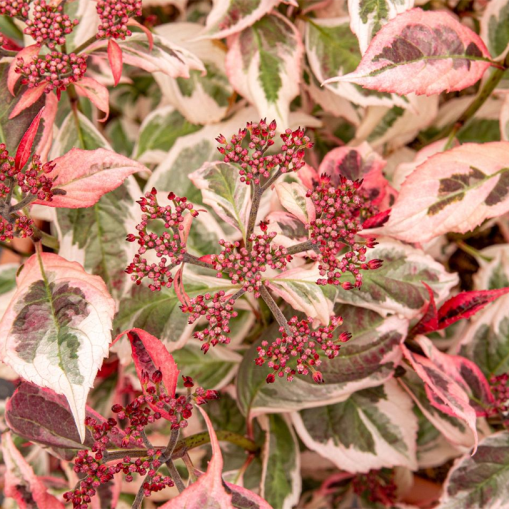 Hortensia - Hydrangea serrata Euphoria Pink