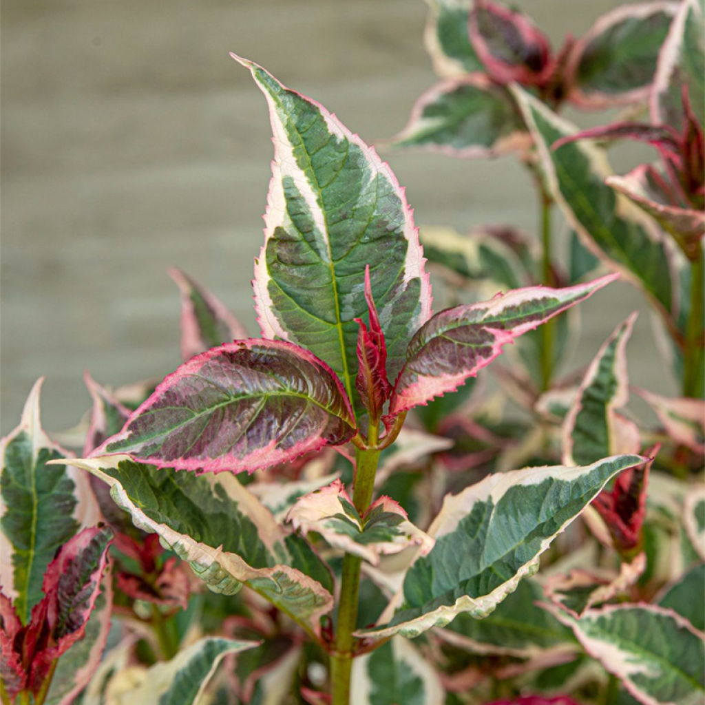 Hortensia - Hydrangea serrata Euphoria Pink