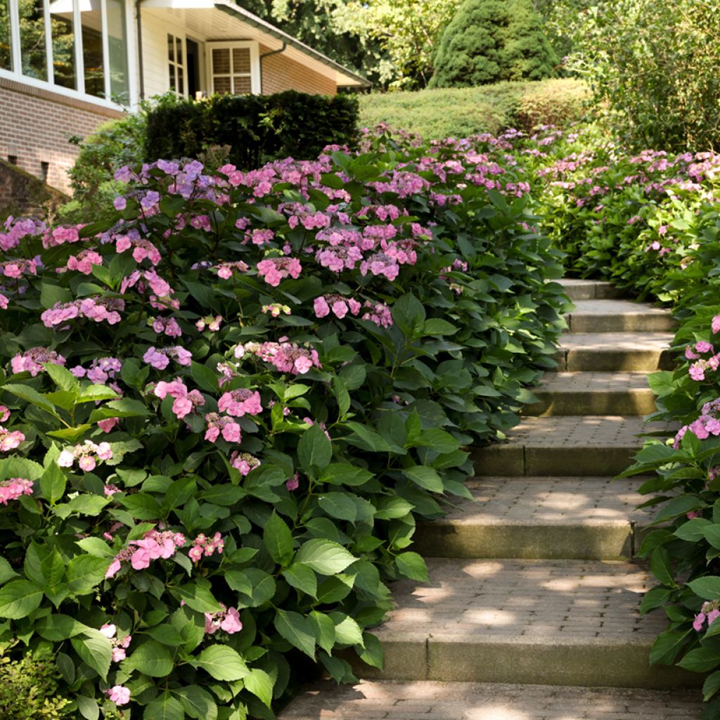 Hortensia serrata Summer Glow - Hydrangea