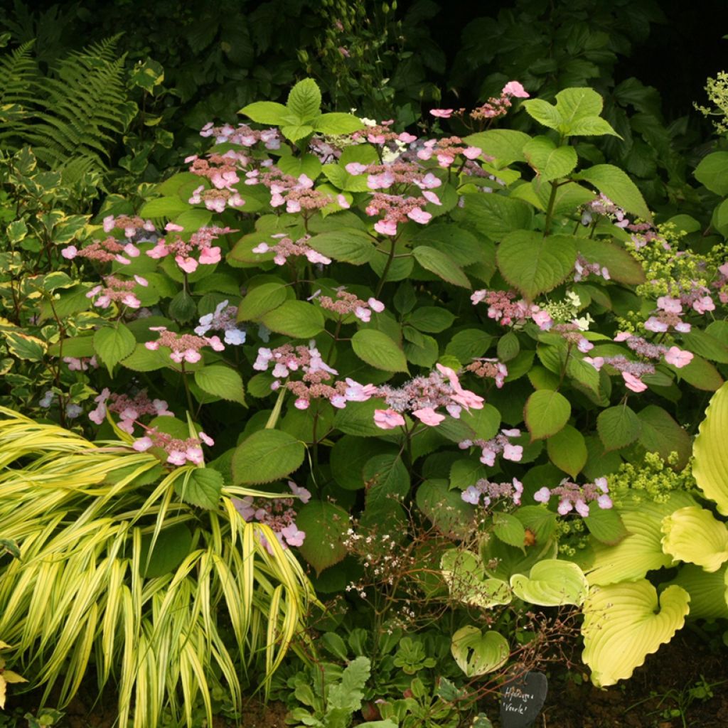 Hortensia serrata Veerle - Hydrangea