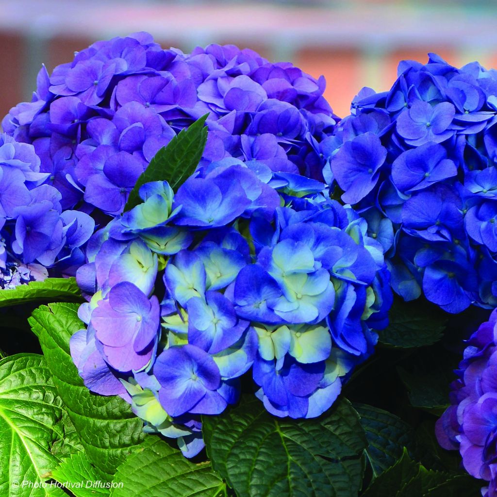 Hortensia macrophylla L.A Dreamin - Hydrangea