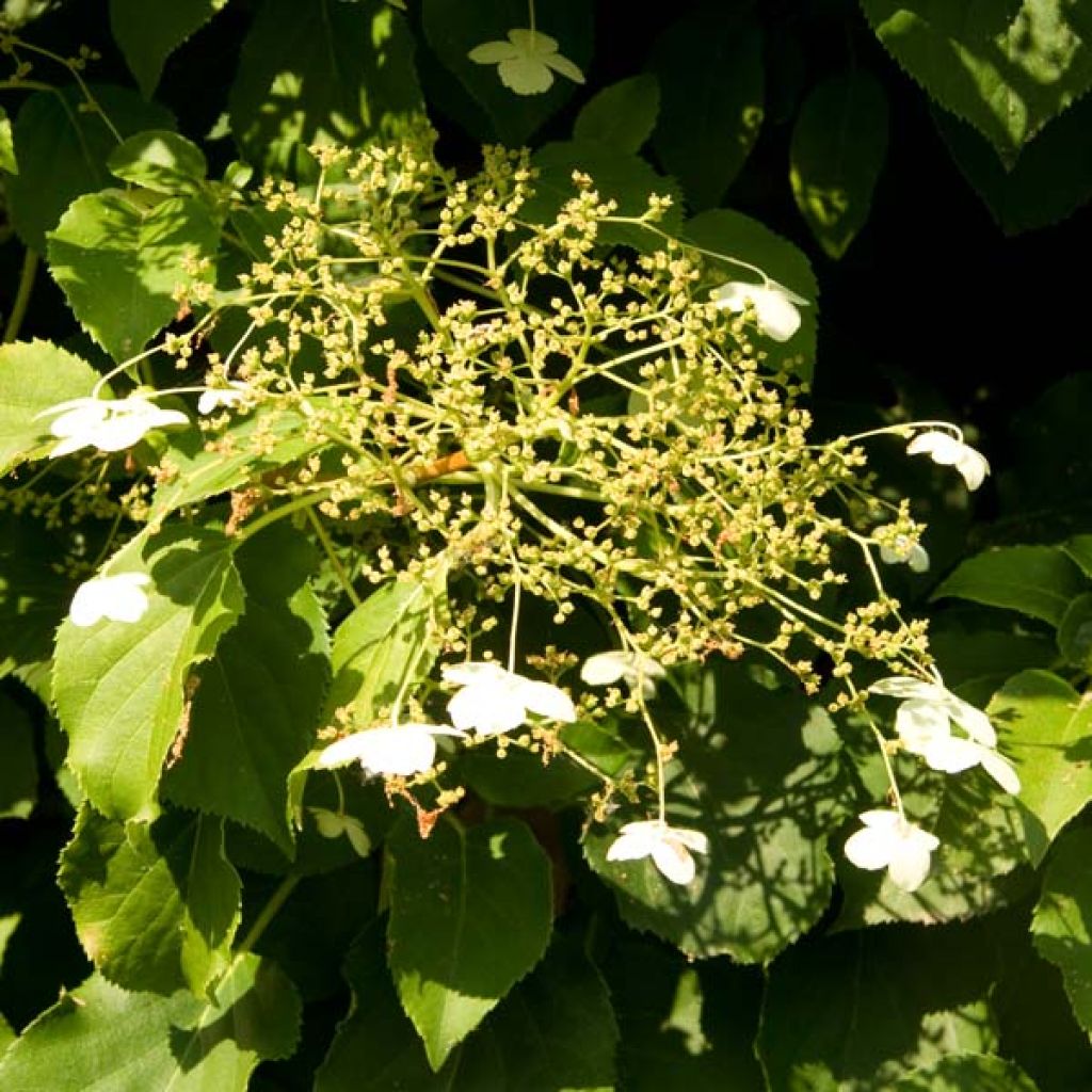 Hortensia anomala var. petiolaris - Hortensia trepadora