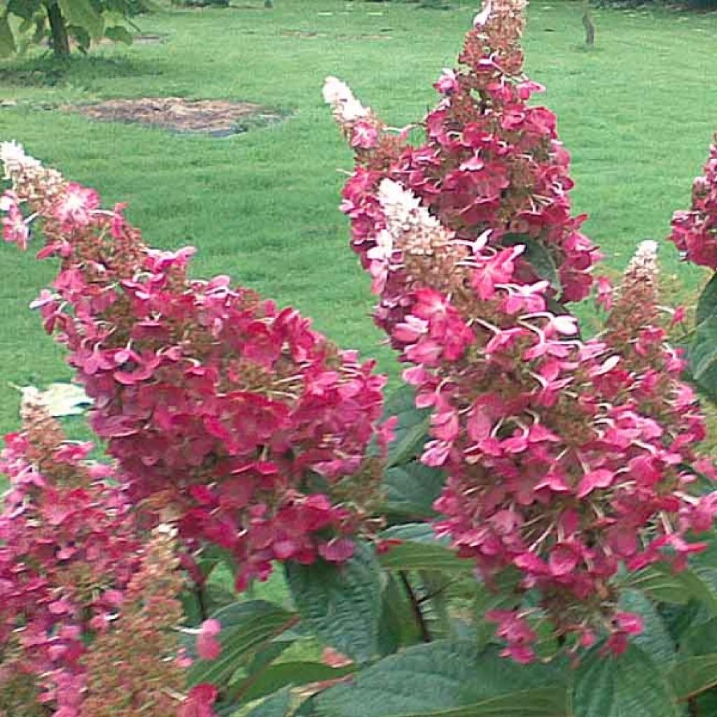 Hortensia paniculata Pinky Winky - Hydrangea paniculata