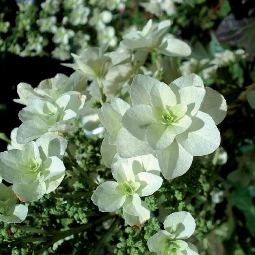 Hortensia - Hydrangea quercifolia Snowflake