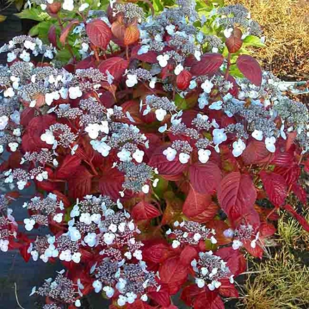 Hortensia - Hydrangea serrata Shojo