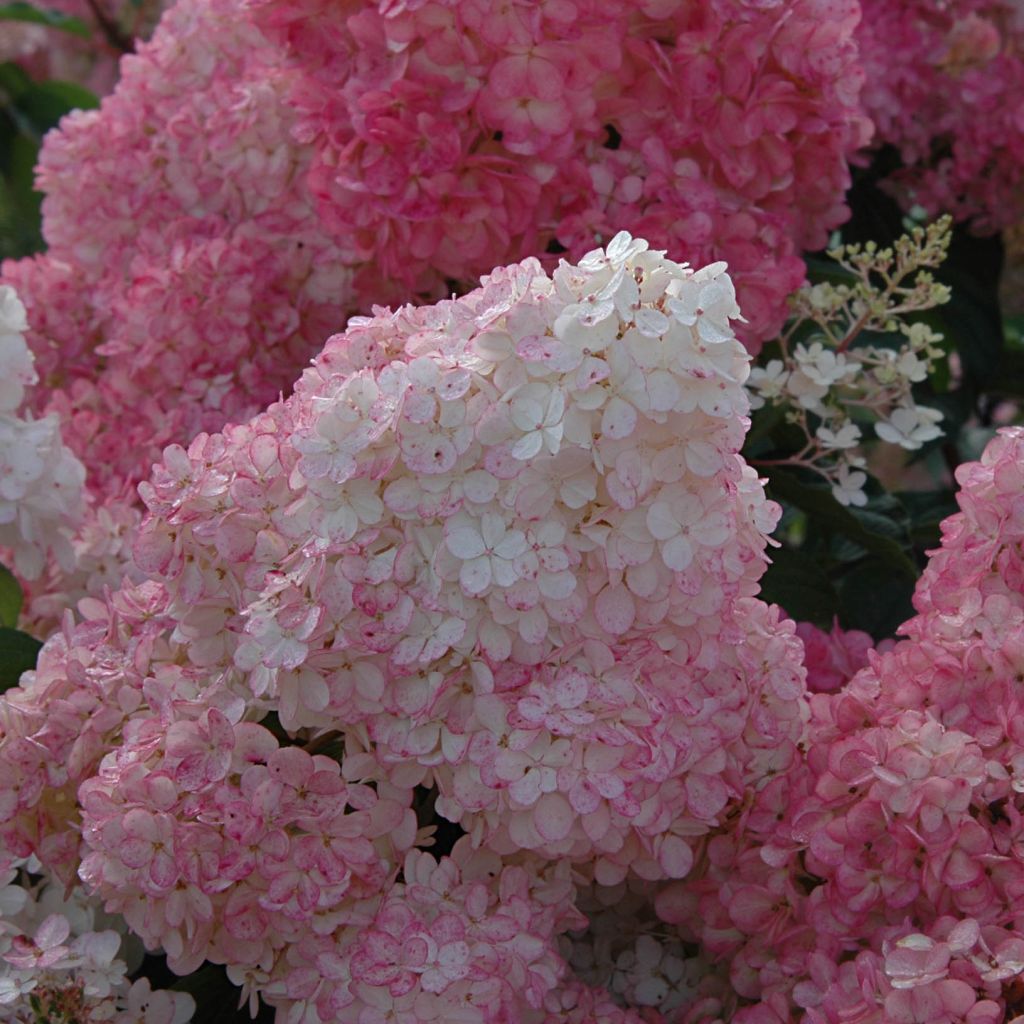 Hortensia paniculata Vanille Fraise - Hydrangea