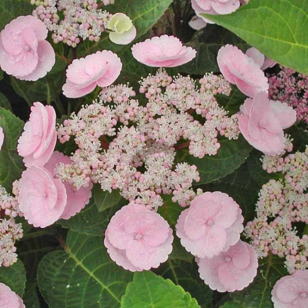 Hortensia - Hydrangea macrophylla Camino