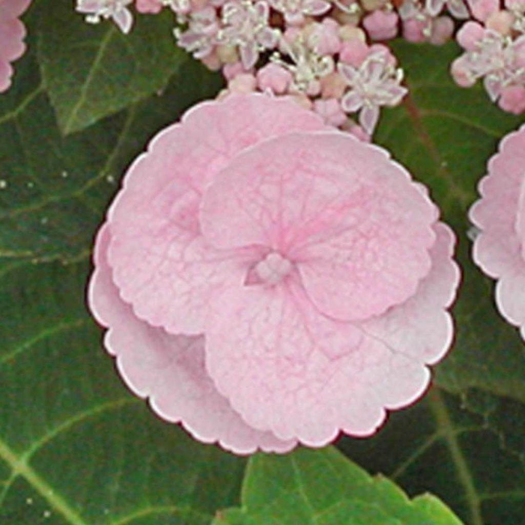 Hortensia - Hydrangea macrophylla Camino