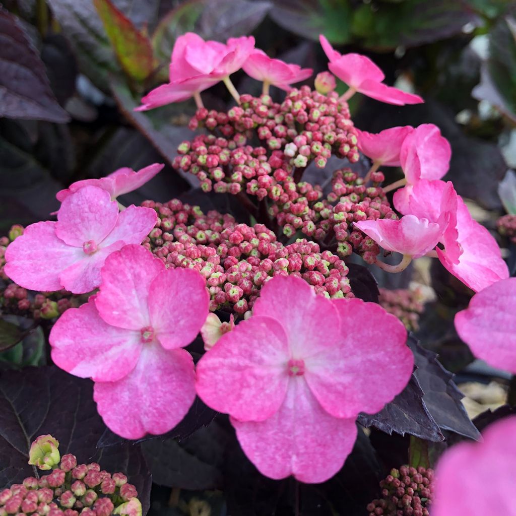 Hortensia hybride - Hydrangea Daredevil